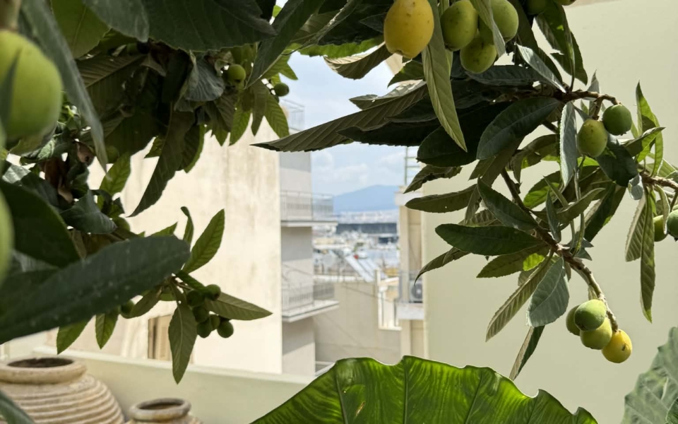 Citronträdet